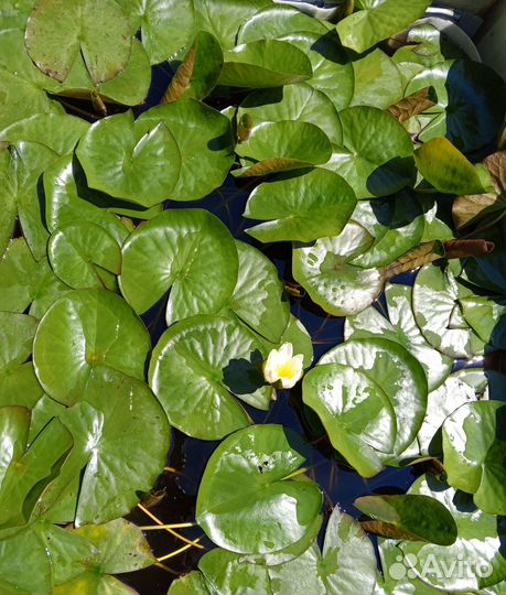 Нимфея белая