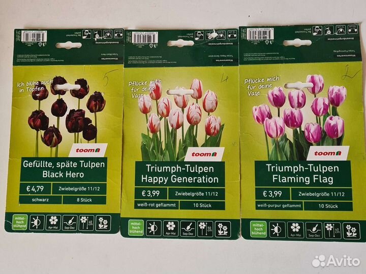 Луковицы тюльпанов