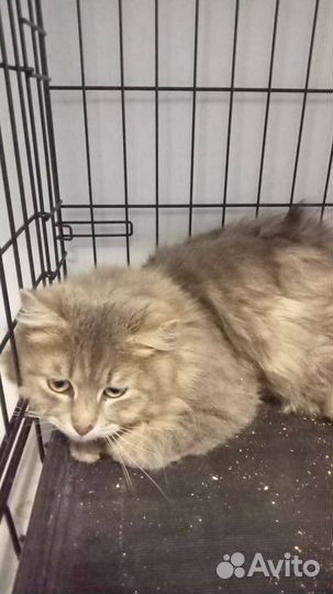 Спасите пушистого кота