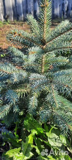 Ель голубая Глаука