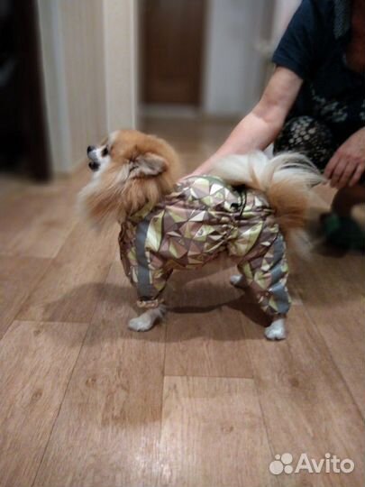 Пошив одежды для собак и кошек