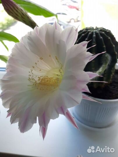 Кактус цветущий