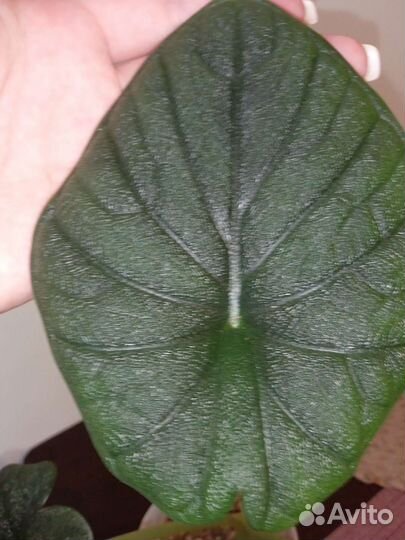 Алоказия Мело