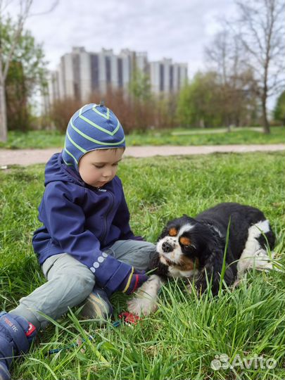 Передежка собак на дому