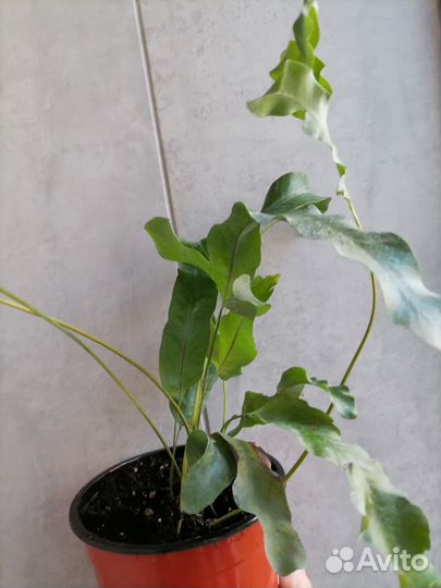 Папоротник флебодиум *голубая звезда *