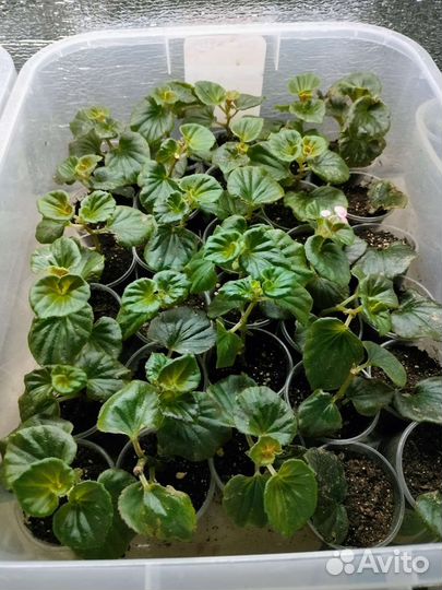 Бегония вечноцветущая