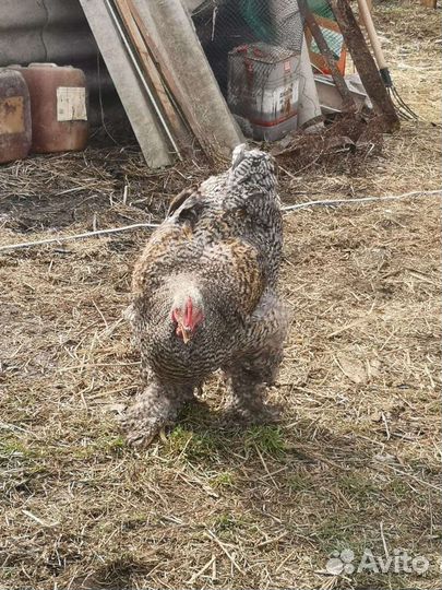 Домашние куриные яйца