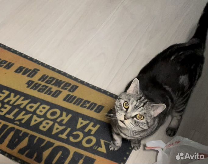 Присмотр за питомцем и/или комнатными растениями