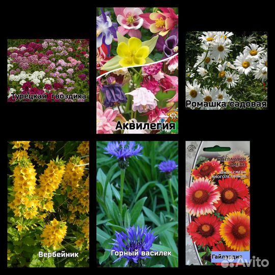 Злаки, Садовые многолетники. усы клубники