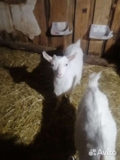 Зааненские козочки, 18.02.2023