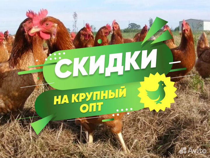 Куры несушки молодки