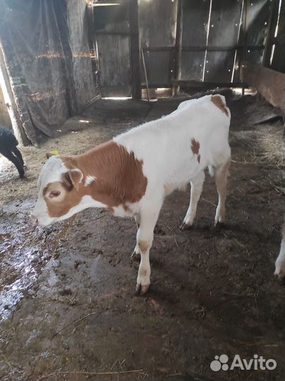 Телка и бычок