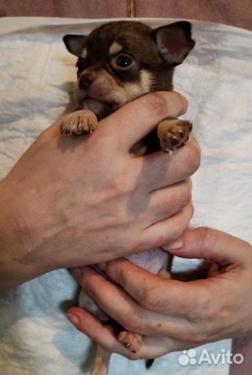Щенки чихуахуа