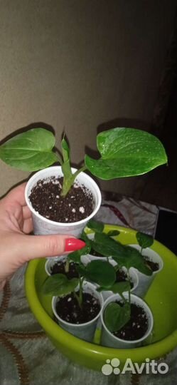 Калла Эфиопская