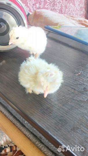 Цыплята породы брама