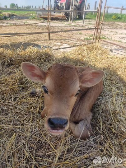 Телята бычки на откорм