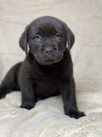 Шоколадный лабрадор коричневый
