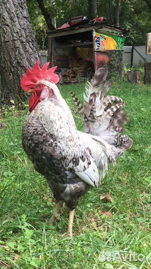 Петух Лекбар