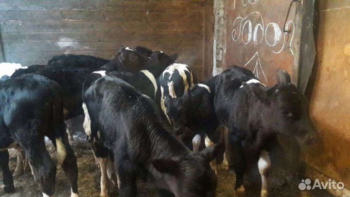 Телята бычки для откорма