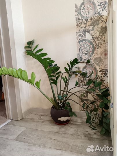 Замиокулькас большой