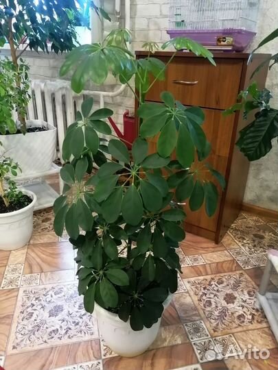 Цветы домашние