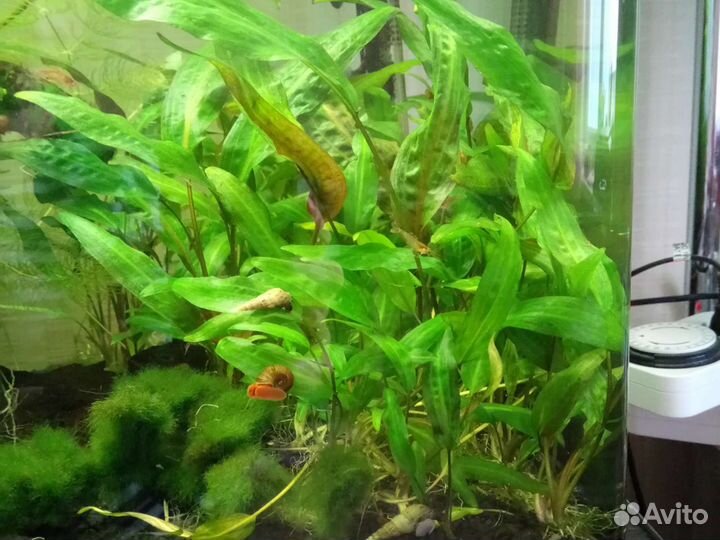 Аквариумные растения