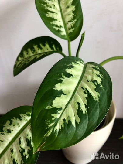 Диффенбахии