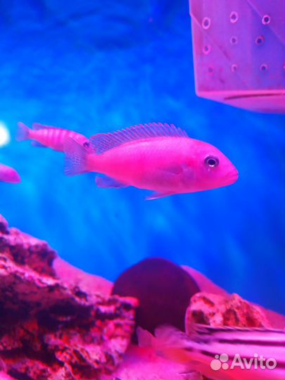 Аквариумные рыбки Малавийские цихлиды, мальки