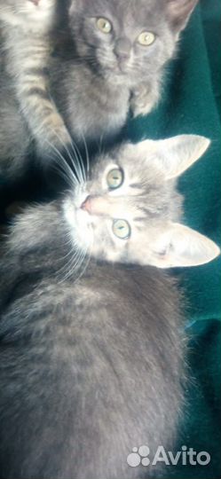 Котята в добрые руки бесплатно