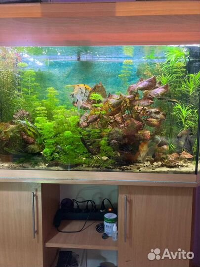 Аквариум с тумбой с растениями и рыбками