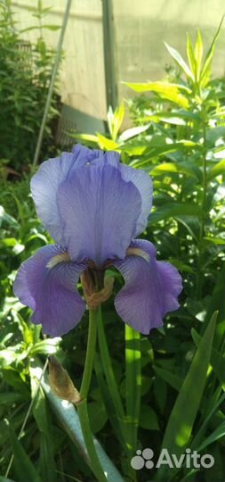 Ирисы сортовые