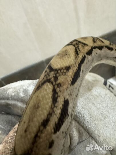 Змея императорский удав