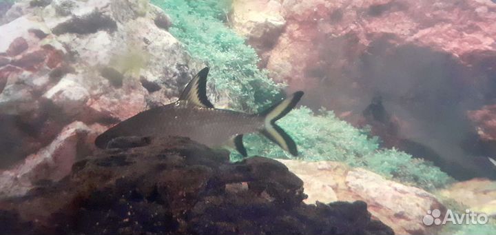 Аквариумные рыбки