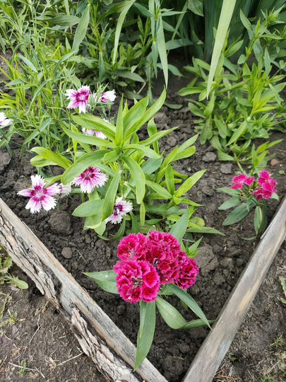 Участок 7,6 сот. (СНТ, ДНП)