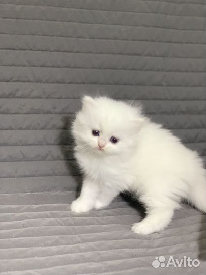 Британский котенок дш ns 11 33