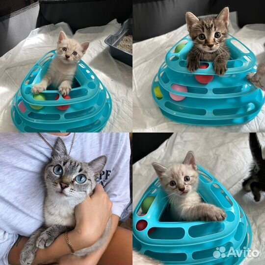 Котята в добрые руки