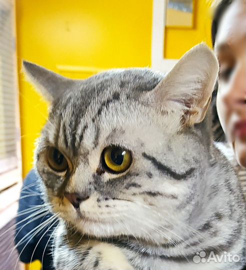 Красивые кошки С печальными глазами