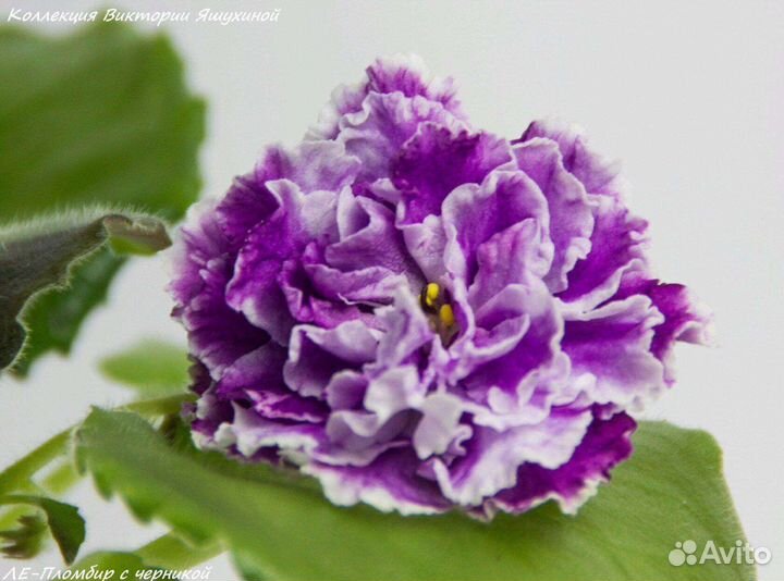 Фиалки сортовые