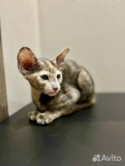 Ориентальные котята