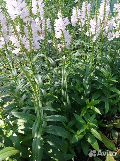 Физостегия розовая