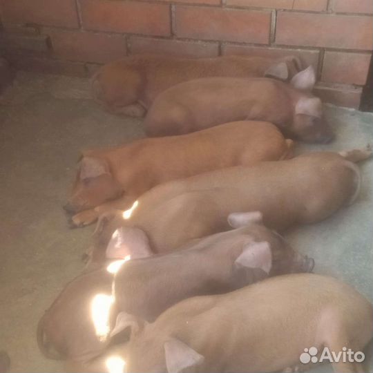 Поросята дюрок