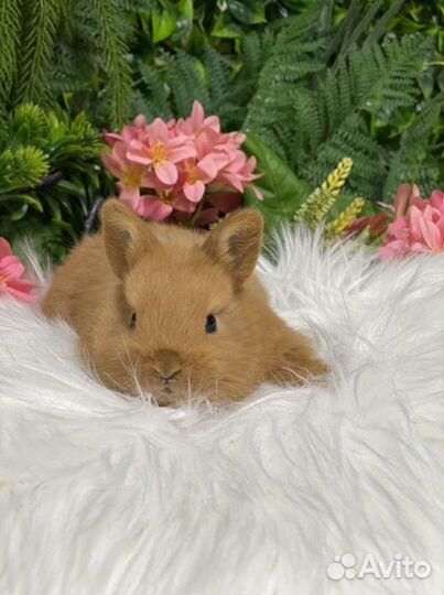 Супер мини кролик