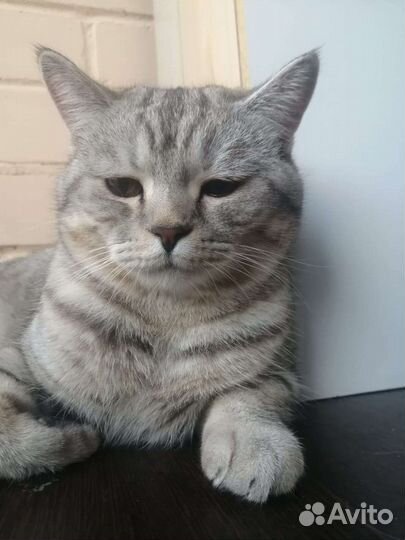 Кот британский для вязки