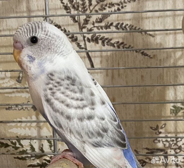 Волнистый попугай, амадины, корелла