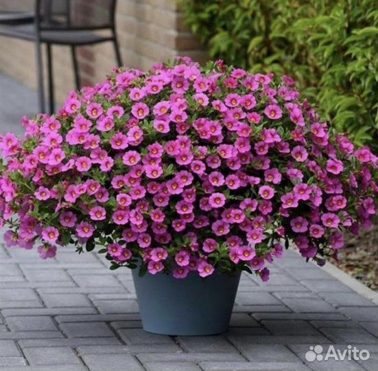 Однолетние цветы, калибрахоа, овощные культуры