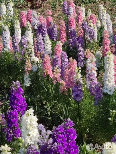 Дельфиниум (Гиацинт)семена