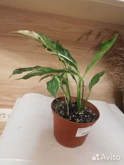 Спатифиллум домино