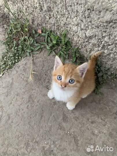 Кошки в добрые руки бесплатно