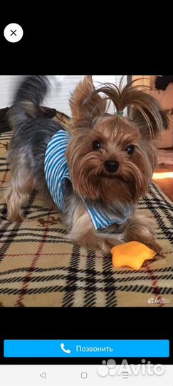 Йоркширский терьер