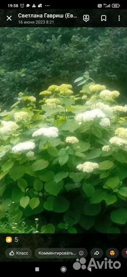 Гортензия садовая, эстонские свечи